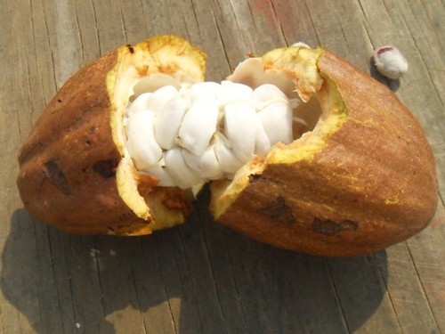 cacao tree