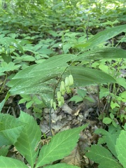 Polygonatum biflorum biflorum