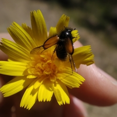 Chasmatopterus villosulus