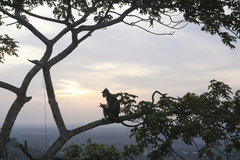 Semnopithecus priam thersites