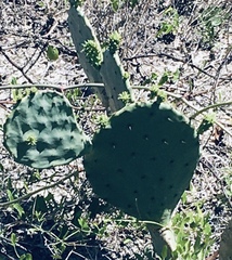Opuntia tunoidea