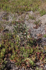 Eucalyptus rudis rudis