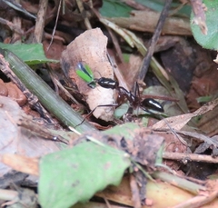 Odontomachus chelifer