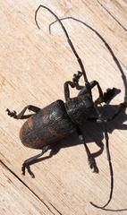 Pycnopsis brachyptera