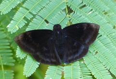 Aethilla echina coracina