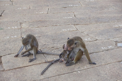 Macaca sinica