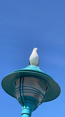 Larus brachyrhynchus