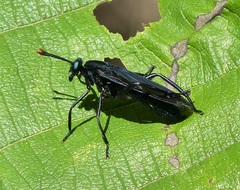 Protomydas coerulescens