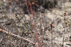 Tulbaghia alliacea
