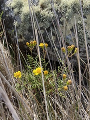 Senecio lyonii