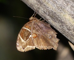 Opoptera aorsa aorsa