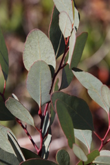 Eucalyptus rudis rudis