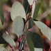 Eucalyptus rudis rudis - Photo (c) Tony Rebelo, μερικά δικαιώματα διατηρούνται (CC BY-SA), uploaded by Tony Rebelo