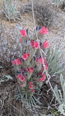 Echium albicans