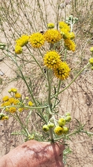 Hymenopappus flavescens