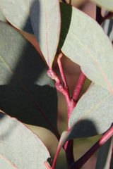 Eucalyptus rudis rudis