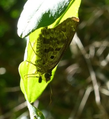 Polygonus leo pallida
