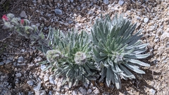 Echium albicans