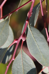 Eucalyptus rudis rudis