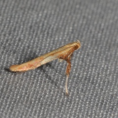 Caloptilia packardella
