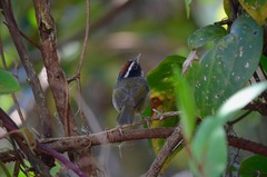 Basileuterus melanogenys