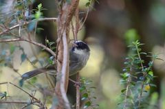 Basileuterus melanogenys