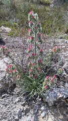 Echium albicans