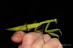 Paramantis sacra