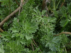 Artemisia vulgaris