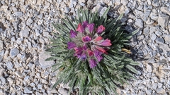 Echium albicans