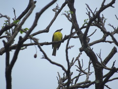 Megarynchus pitangua