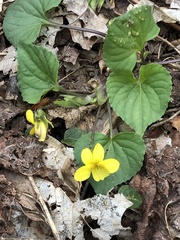 Viola eriocarpa