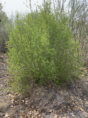 Forestiera pubescens pubescens