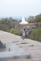 Semnopithecus priam thersites