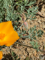 Eschscholzia hypecoides