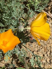 Eschscholzia hypecoides