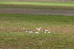 Threskiornis melanocephalus