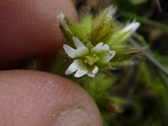 Cerastium fontanum