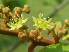 Colubrina arborescens