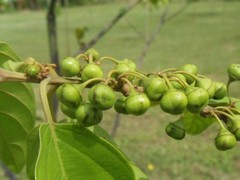 Colubrina arborescens