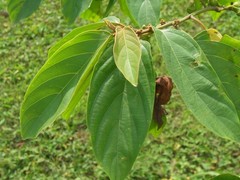 Colubrina arborescens