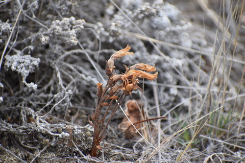 Clustered Broomrape foliage