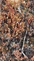 Sedum arenarium