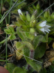 Cerastium fontanum