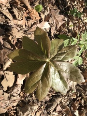 Podophyllum peltatum