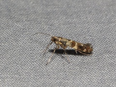 Gracillaria syringella