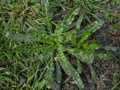 Reseda luteola