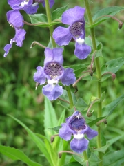Angelonia