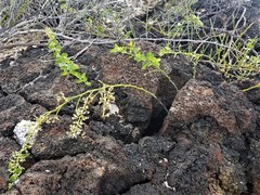 Cryptocarpus pyriformis