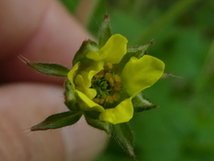 Geum urbanum